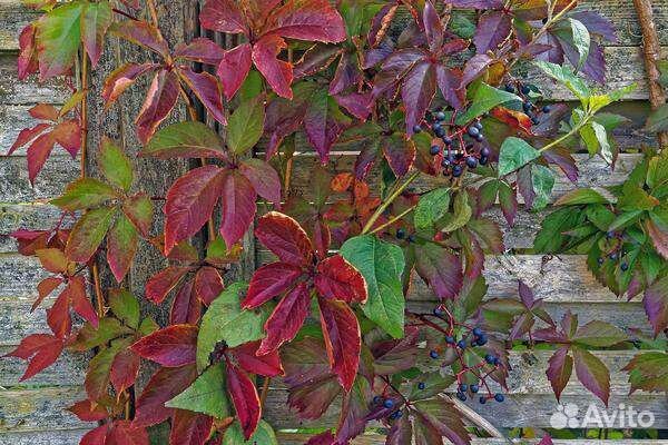 Девичий виноград