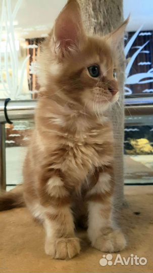 Котята мейн-кун рыжие мальчик