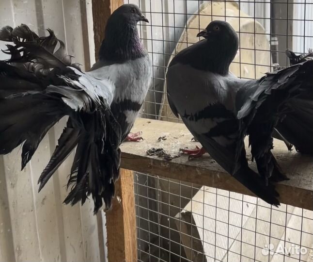 Голуби декоративные