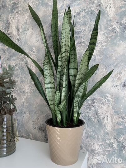 Сансевьерия щучий хвост