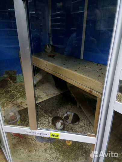 Товары для животных и рыб.и хозтовары