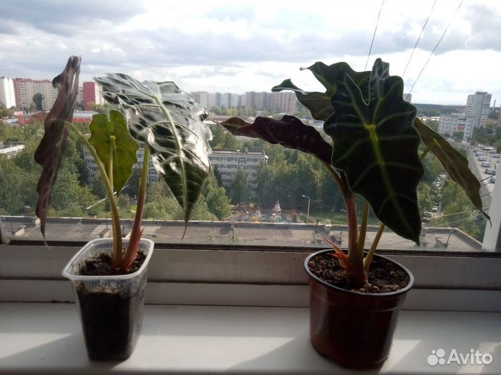 Комнатное растение Алоказия Полли