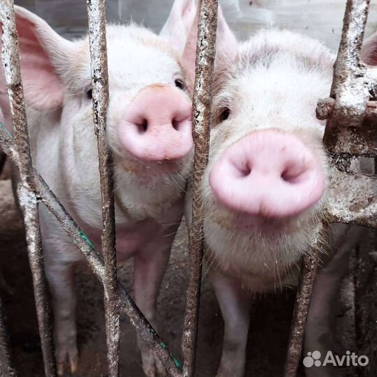 Мясо свинина домашняя