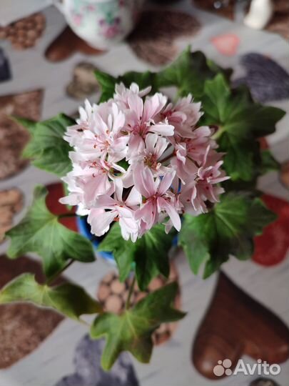 Цветущая сортовая герань