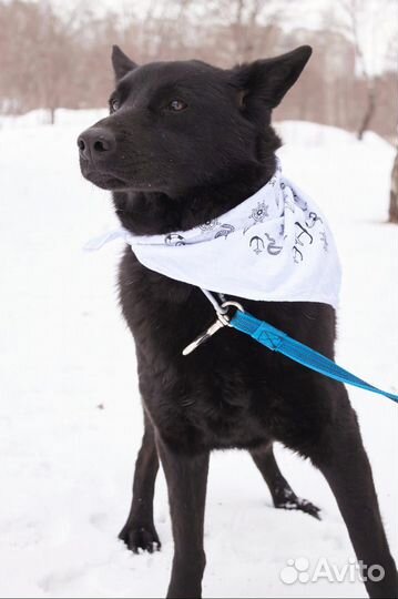 Прекрасная собака устала жить в страхе