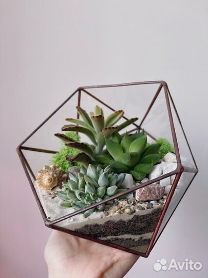 Флорариум с суккулентами
