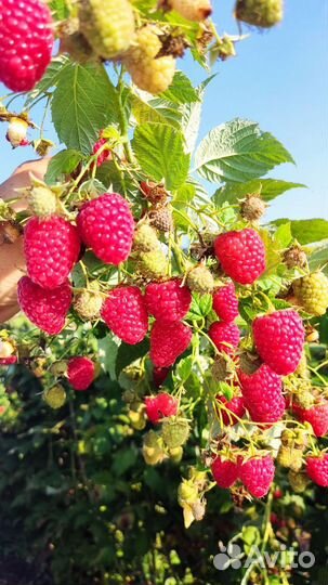 Саженцы малины и ежевики