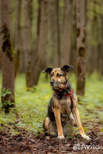 Романтичная особа ищет хозяина-мечтателя
