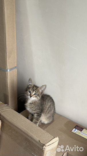 Котенок в добрые руки