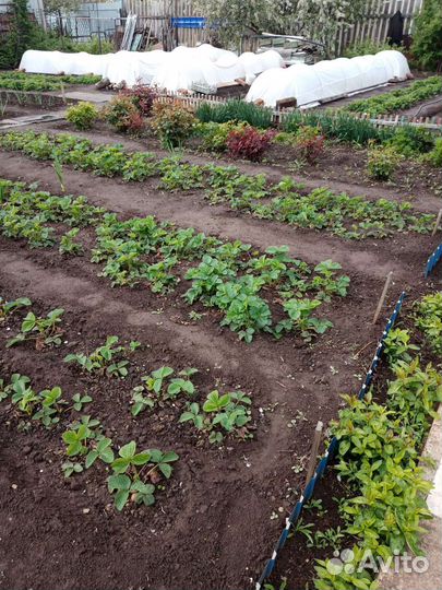 Рассада клубники