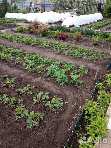 Рассада клубники