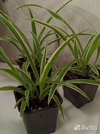 Хлорофитум лаксум