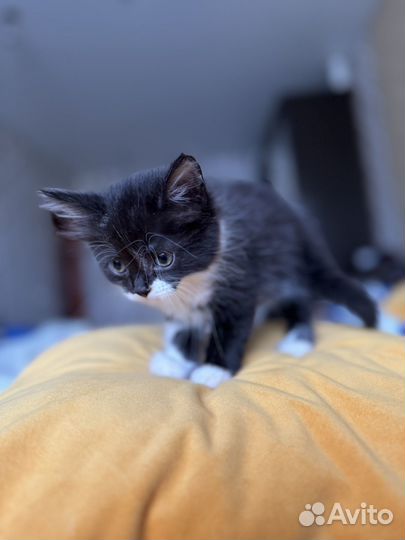 Кошка в дар