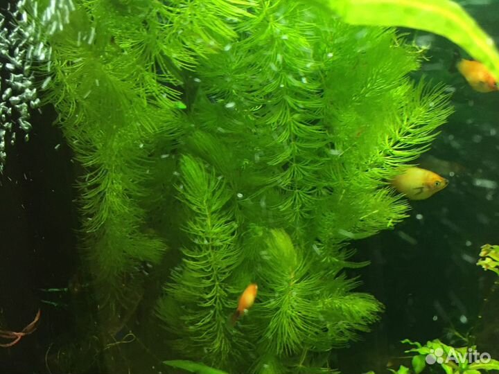 Роголистник растение для аквариума