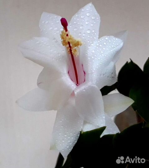 Декабристы