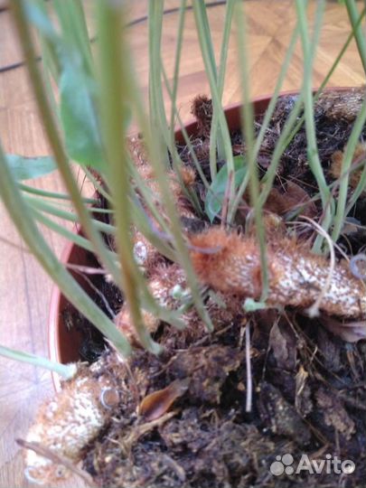 Папоротник Флебодиум Блю Стар