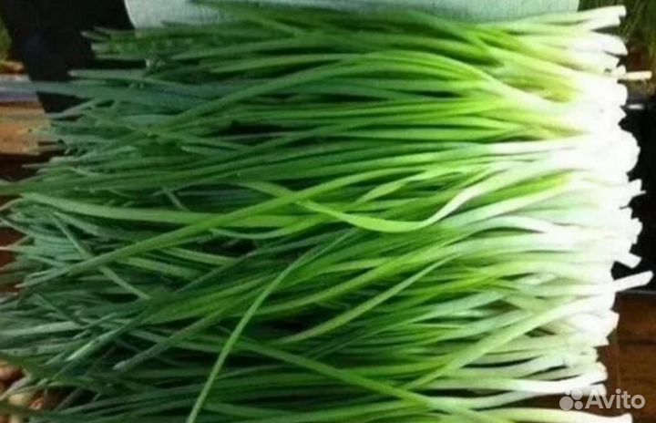 Лук зеленый