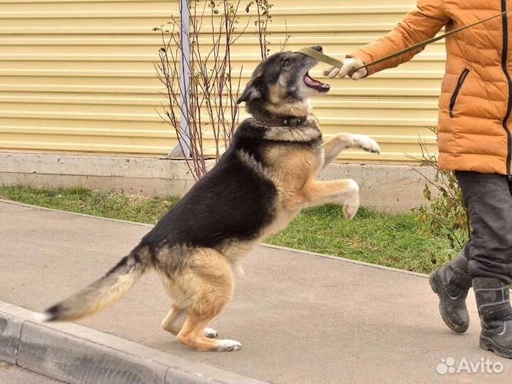 Помогите Оскару