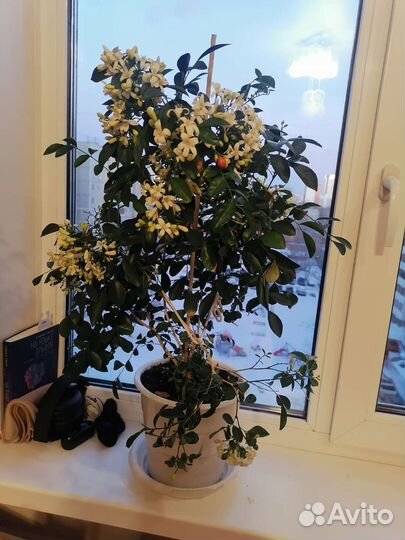 Мурайя метельчатая