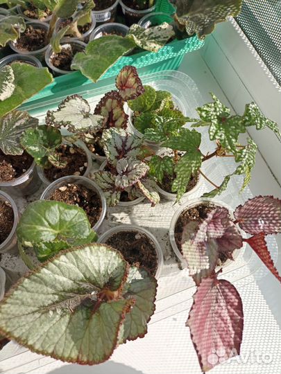 Фиалки и бегонии