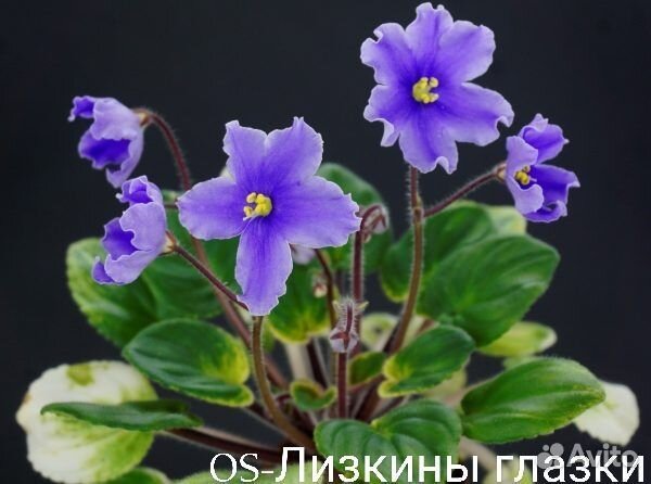 Детки сортовых фиалок