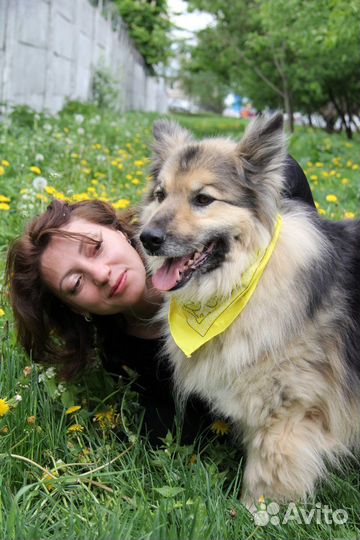 Собаки бесплатно