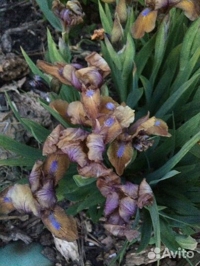 Карликовый ирис хоста