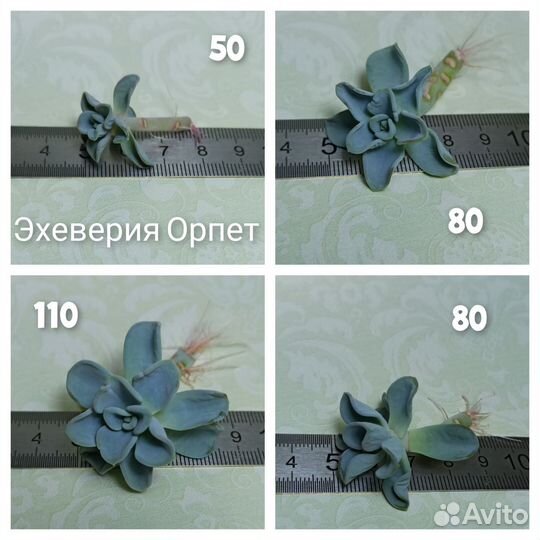 Суккуленты