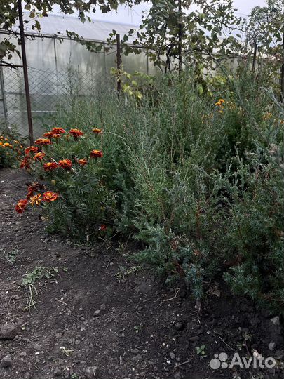 Продам можжевельник