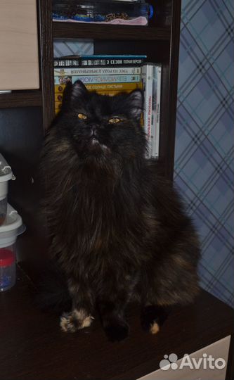 Кошка черепашьего окраса