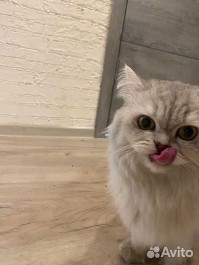 Кошка