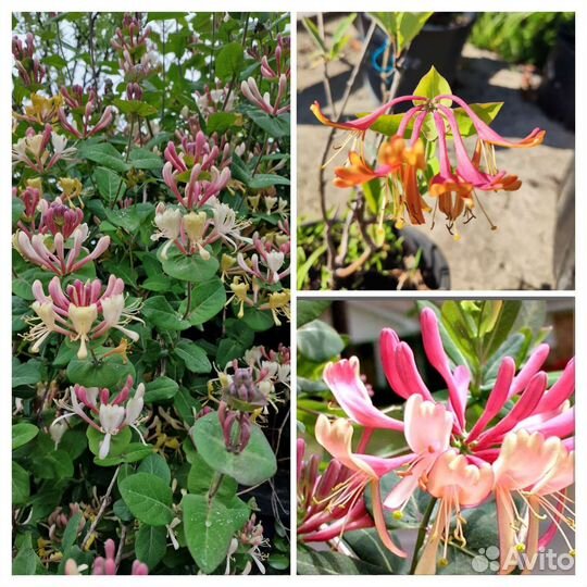 Жимолость каприфоль, лиана