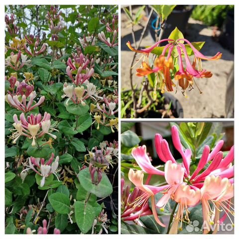 Жимолость каприфоль, лиана