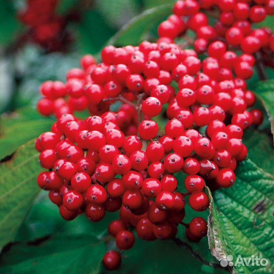 Калина расширенная Кардина Кенди