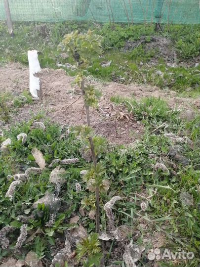 Красная смородина саженцы