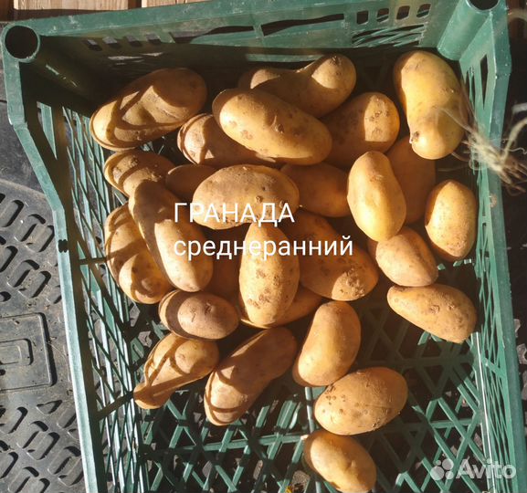 Продам картофель Сынок, Лапоть и др