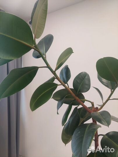 Фикус каучуконосный робуста эластика