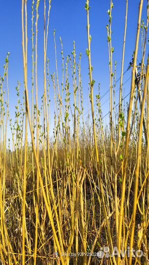 Ива для плетения корзин Волничковая