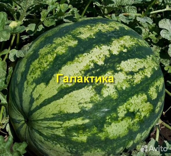 Арбузы космические - 3 сорта 50+ семян