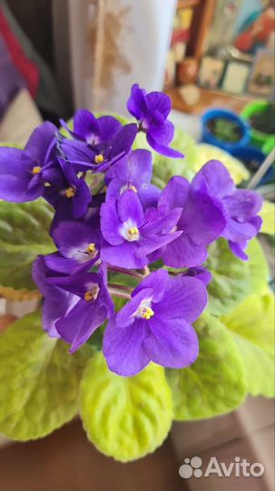 Комнатные цветы