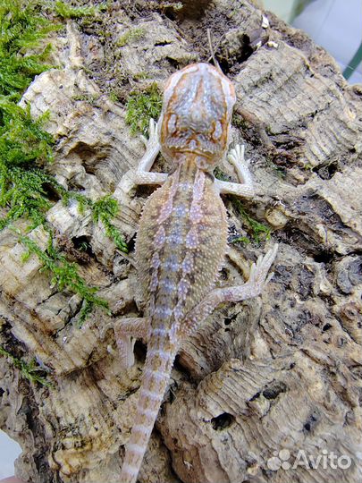 Бородатая агама малыши