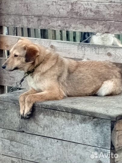 В добрые руки