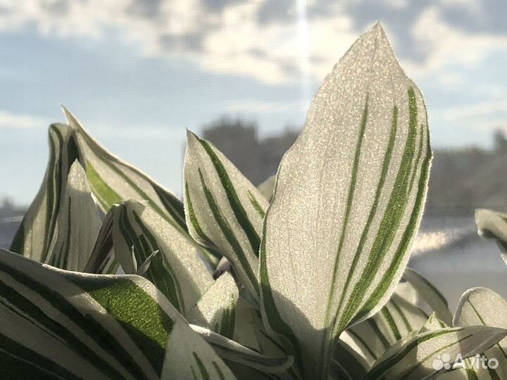 Традесканция Albovittata и другие