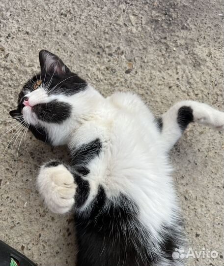 Котенок