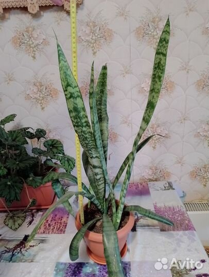 Сансевиерия