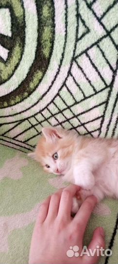 В добрые руки бесплатно