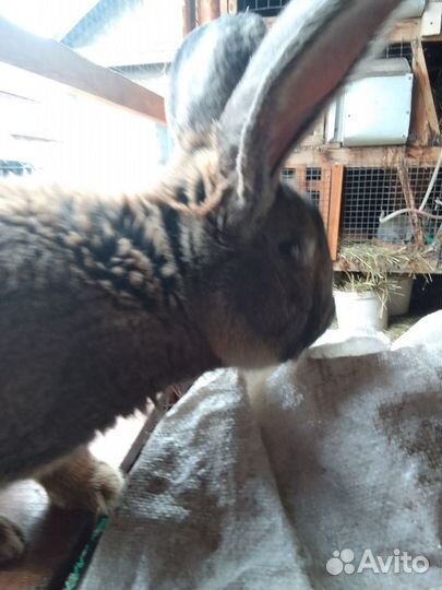 Кролики, великан+ фландр