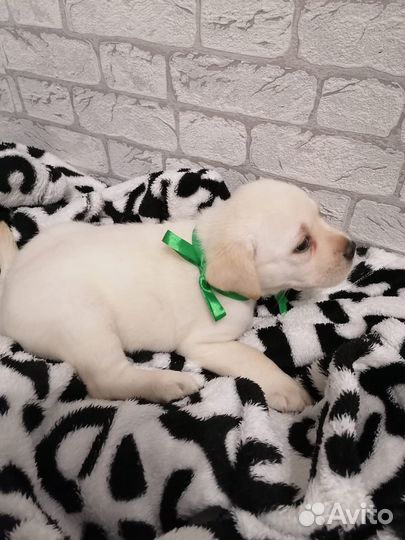 Продам щенка лабрадора