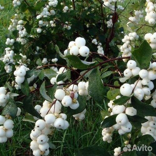 Саженцы цветов и других растений