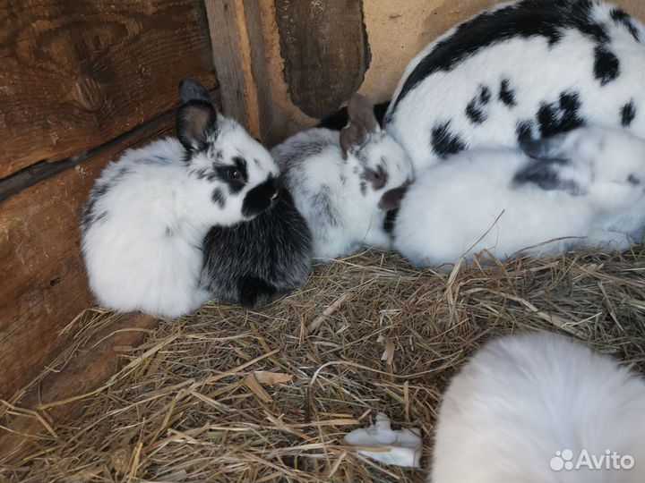 Крольчата